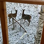 شاليه Deer Trail