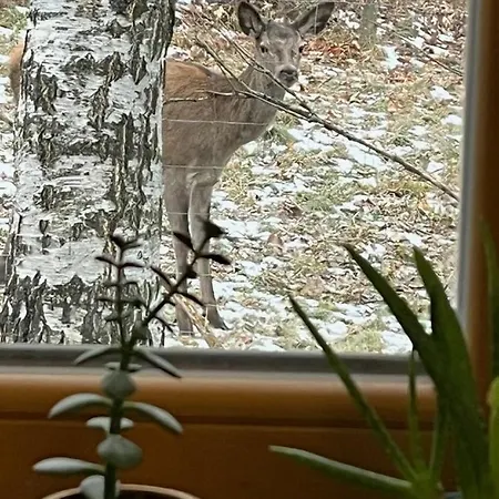 Deer Trail Tatranská Lomnica