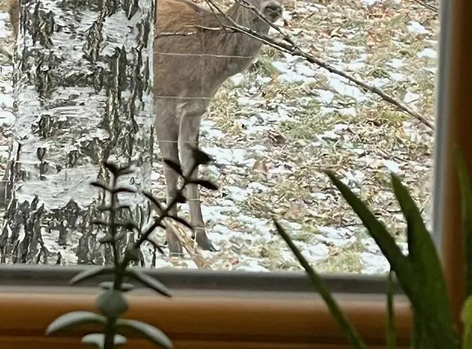 Deer Trail Tátralomnic