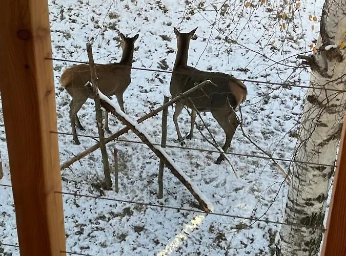 Alpesi faház Deer Trail